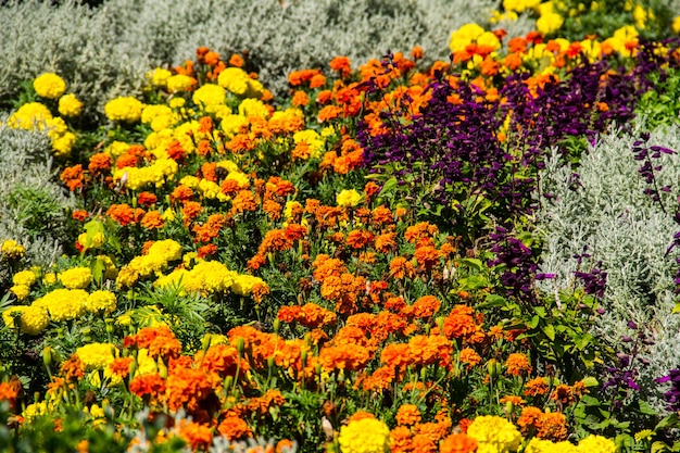 Zdjęcie kwietnik z żółtymi nagietkami i fioletowymi kwiatami szałwii