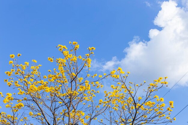 Kwitnąca araguaney pod błękitnym niebem Handroanthus chrysanthus