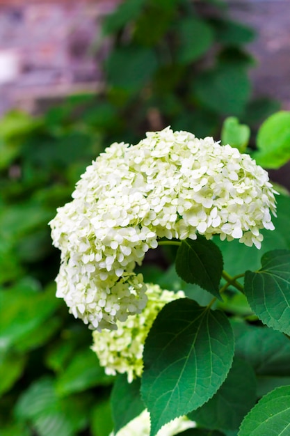 Kwitnąca biała Annabelle Hydrangea arborescens