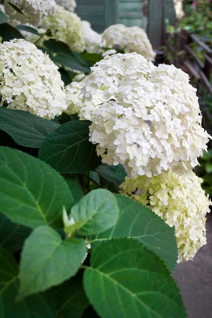 Kwitnąca Biała Annabelle Hydrangea Arborescens