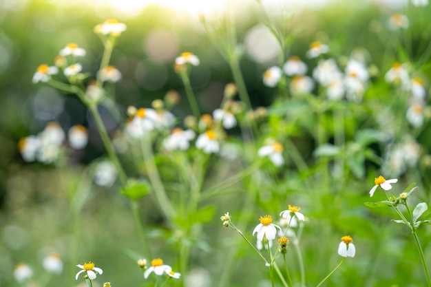 Kwitnąca biała Bidens pilosa na polu