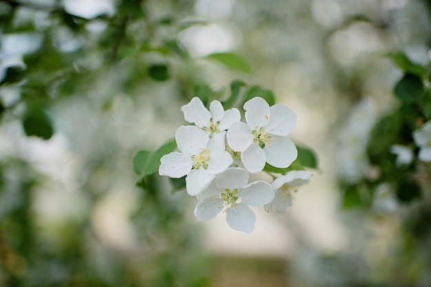 Kwitnąca biała jabłoń w ogrodzie