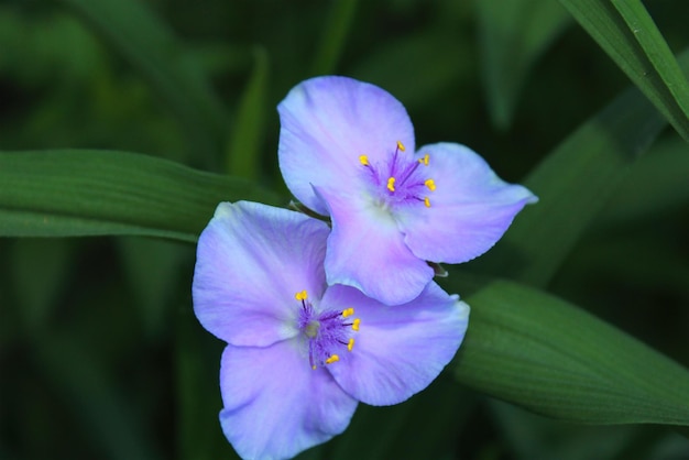 Kwitnąca błękitna Tradescantia Tradescantia virginiana