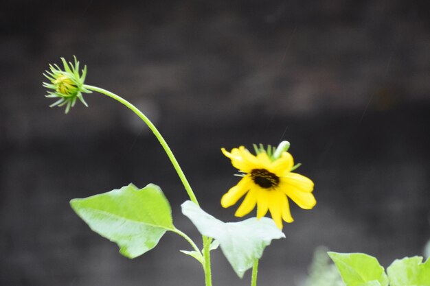 Kwitnąca czarnooką susan daises rudbeckia