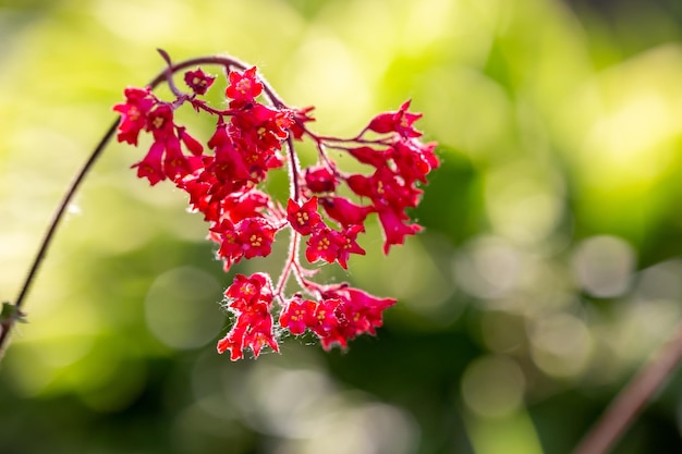 Kwitnąca czerwona Heuchera kwiat na żółtym tle w letniej fotografii makro