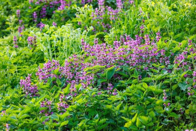 Kwitnąca czerwona martwa pokrzywa Lamium purpureum