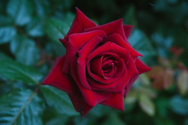 Kwitnąca czerwona róża