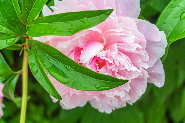 Kwitnąca delikatna różowa piwonia w letnim ogrodzie po deszczu z kroplą