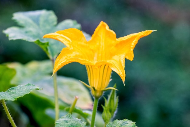 Kwitnąca dynia Żółty kwiat dyni w ogrodzie na niewyraźnym tle