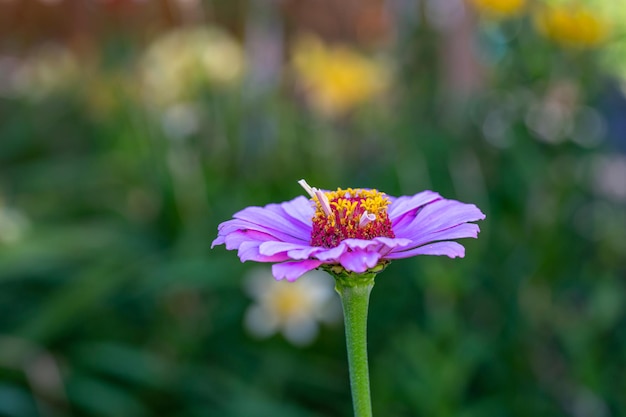 Kwitnąca Fioletowa Cynia Kwiat Na Zielonym Tle W Letni Dzień Fotografia Makro