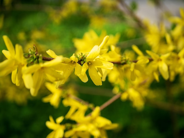 Kwitnąca forsycja w ogrodzie w słoneczny wiosenny dzień Kwiatowe tło Ozdobny krzew liściasty pochodzenia ogrodowego