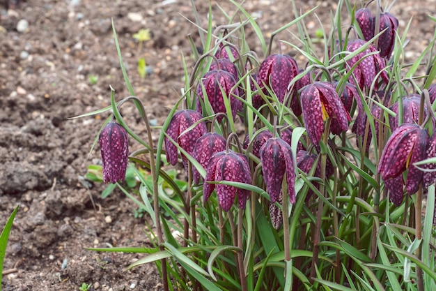 Kwitnąca Fritillaria W Wiosennym Ogrodzie Fritillaria Meleagris