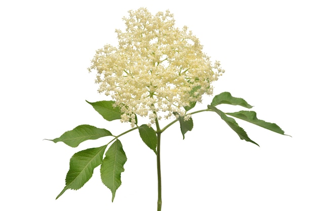 Kwitnąca gałąź czarnego bzu z liśćmi na białym tle. Kwiat Sambucus nigra. Płaski układanie, widok z góry
