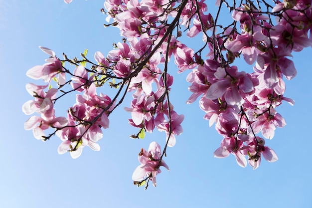 Zdjęcie kwitnąca gałąź drzewa magnolii