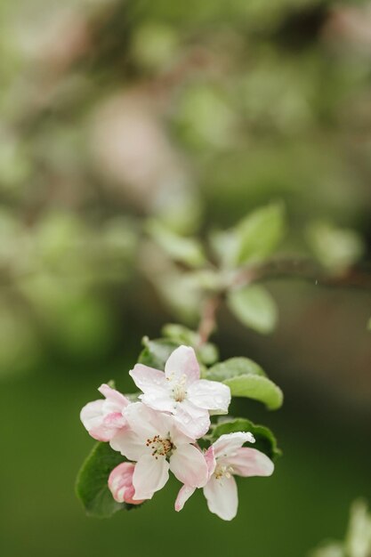 Kwitnąca gałąź jabłek na białym tle