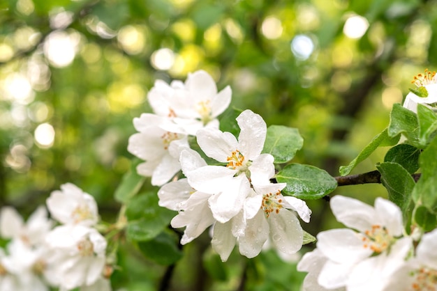Kwitnąca gałąź jabłoni z białymi kwiatami w wiosennym sadzie