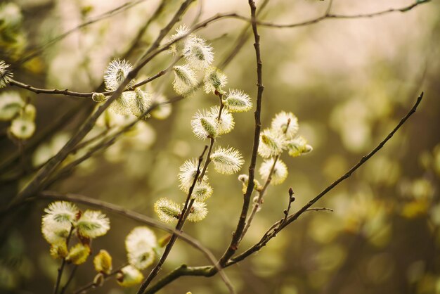 Kwitnąca gałąź wierzby na wiosnę, sezonowe tło wielkanocne z miejsca kopiowania