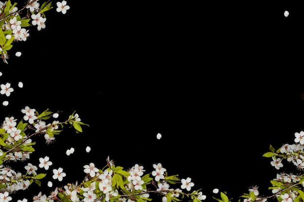 Kwitnąca gałąź wiśni na białym tle na czarnym tle