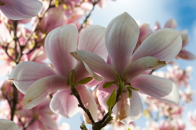 Kwitnąca gałązka drzewa magnolii (na tle drzewa kwiatowego)