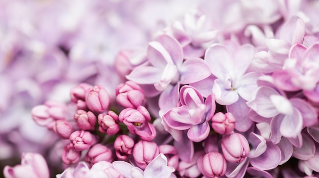 Kwitnąca gałązka fioletowego bzu frotte na wiosnę