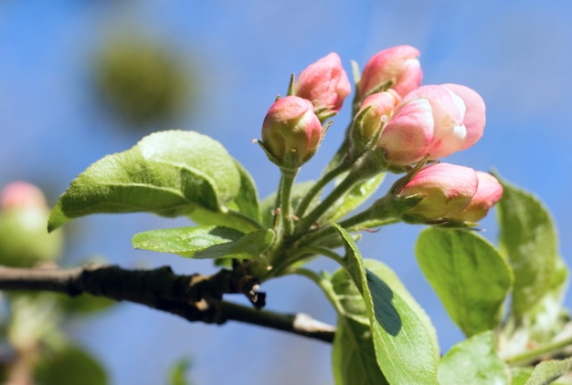 Kwitnąca gałązka jabłoni (na tle kwiatów i nieba)