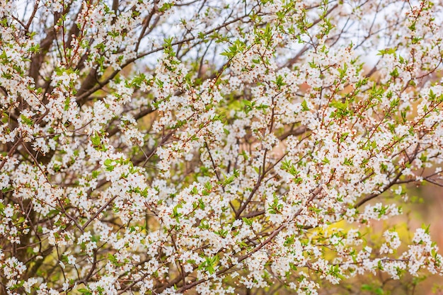 Kwitnąca gałązka moreli w wiosennym ogrodzie Kwitnące gałęzie białe kwiaty w wiosennym ogrodzie