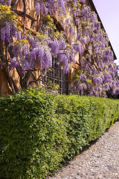 Kwitnąca glicynia liliowa na ścianie pomarańczowego domu Uprawa wisterii Wiosna