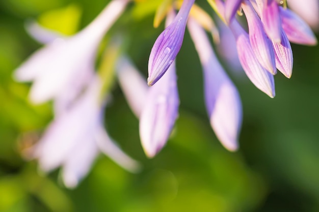 Kwitnąca Hosta Roślina Fioletowe Kwiaty W Letnim Ogrodzie Hosta Lancifolia