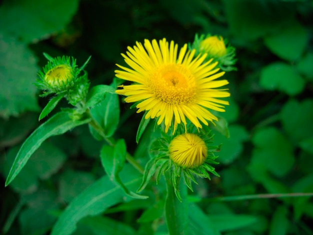 Kwitnąca Inula wysoka Inula helenium