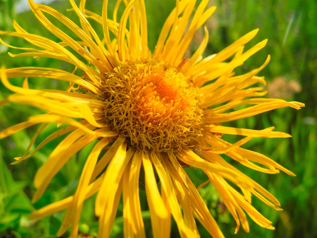 Kwitnąca Inula wysoka Inula helenium