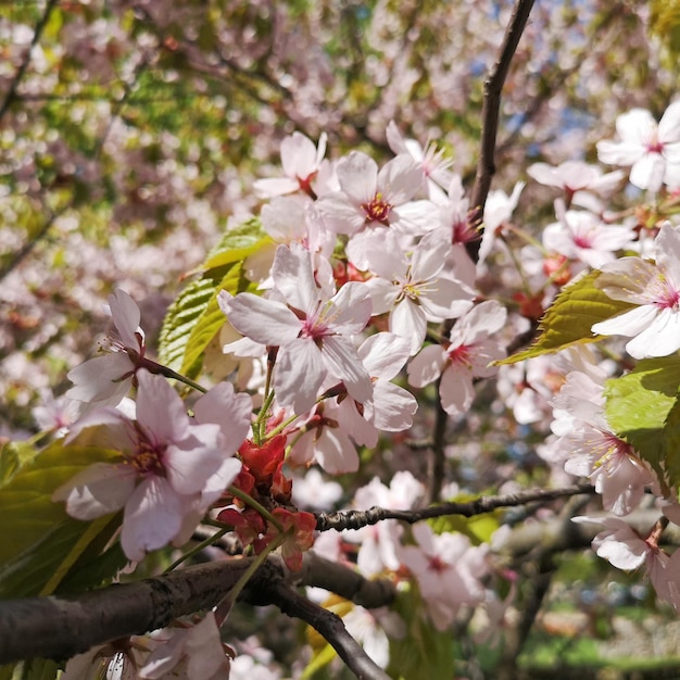 Kwitnąca jabłoń Malus na tle w ogrodzie