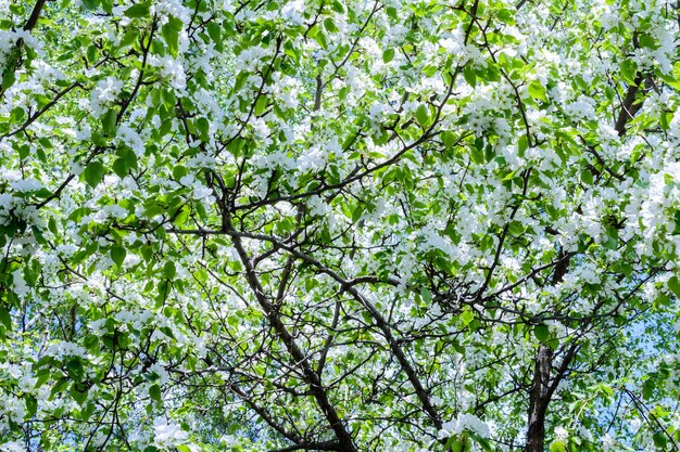 Kwitnąca jabłoń (malus prunifolia, jabłoń chińska, jabłoń chińska) rozsiewa pachnący aromat. Jabłoń w pełnym rozkwicie na słońcu. Zbliżenie drzewa jabłoni kwiaty. Wiosna.