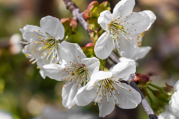 Kwitnąca jabłoń na rozmytym naturalnym tle Selektywna ostrość Zdjęcie wysokiej jakości