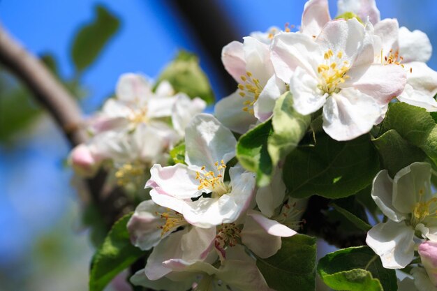 Kwitnąca jabłoń w ogrodzie wiosną Naturalne tekstury kwitnienia Zbliżenie białych kwiatów na drzewie Na tle błękitnego nieba