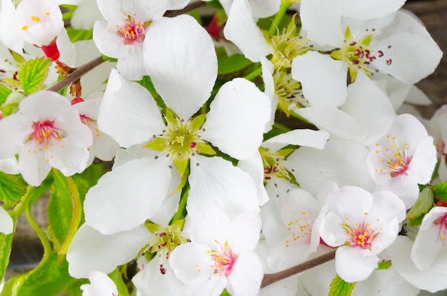 Kwitnąca jabłoń wczesną wiosnąPiękne białe kwiaty z bliska