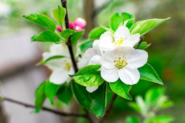 Kwitnąca jabłoń wiosną na zamazanym tle zbliżeniu Selektywna ostrość