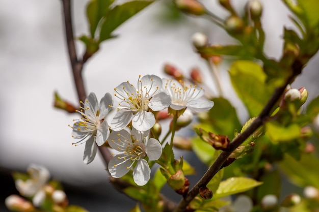 Kwitnąca jabłoń wiosną w słoneczny dzień fotografia z bliska Kwitnące białe kwiaty