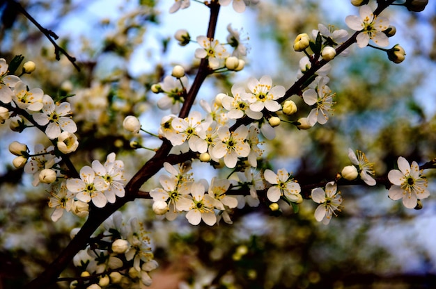 Kwitnąca jabłoń z białymi kwiatami na tle błękitnego nieba zbliżenie Sergiev Posad Moscow region Rosja