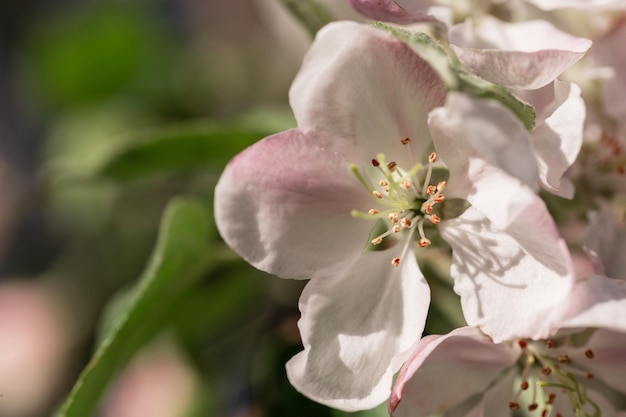 Kwitnąca jabłoń z różowym kwiatem w ogrodzie makro Zbieraj owoce i jabłka