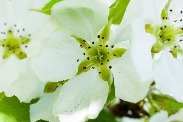 Kwitnąca jabłoń zbliżenie. Zdjęcie makro kwiaty jabłoni. Kwitnąca jabłoń (Malus domestica) rozprowadza pachnący aromat na łagodnym słońcu. Kwiat jabłoni. Wiosna.