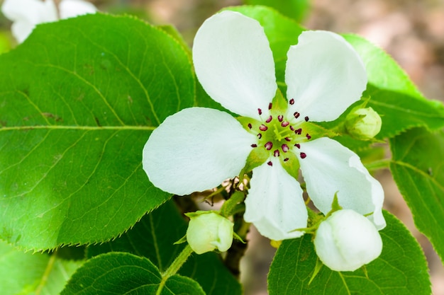 Kwitnąca Jabłoń Zbliżenie. Zdjęcie Makro Kwiaty Jabłoni. Kwitnąca Jabłoń (malus Domestica) Rozprowadza Pachnący Aromat Na łagodnym Słońcu. Kwiat Jabłoni. Wiosna.