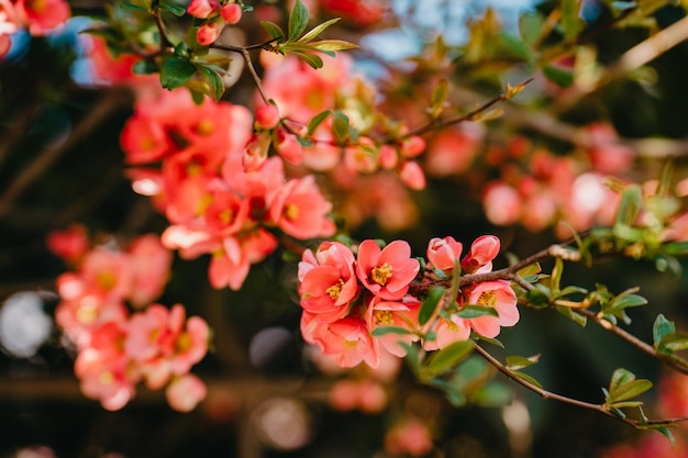 Kwitnąca japońska pigwa wiosną Chaenomeles japonica