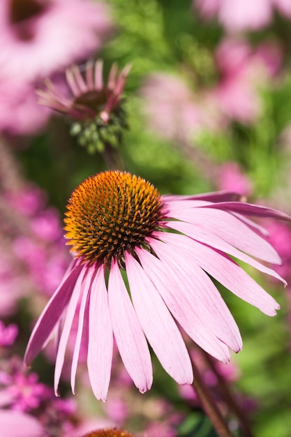 Kwitnąca Jeżówka Echinacea W Ogrodzie