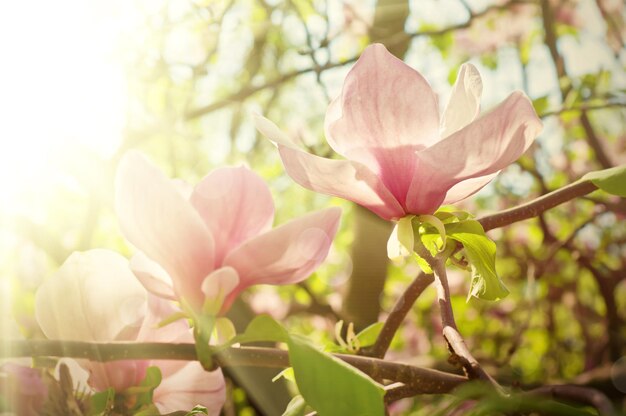 Kwitnąca kwiaty magnolii w okresie wiosennym, słoneczne tło kwiatowy vintage