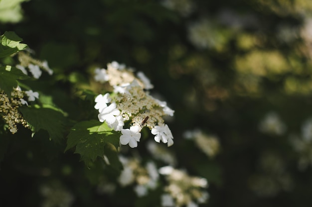 Kwitnąca Kwitnąca Kalina Dekoracyjny Krzew Natura Tło