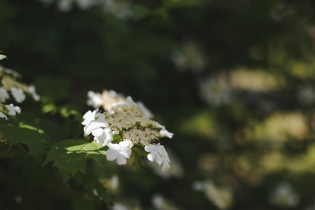 Kwitnąca kwitnąca kalina Dekoracyjny krzew Natura tło