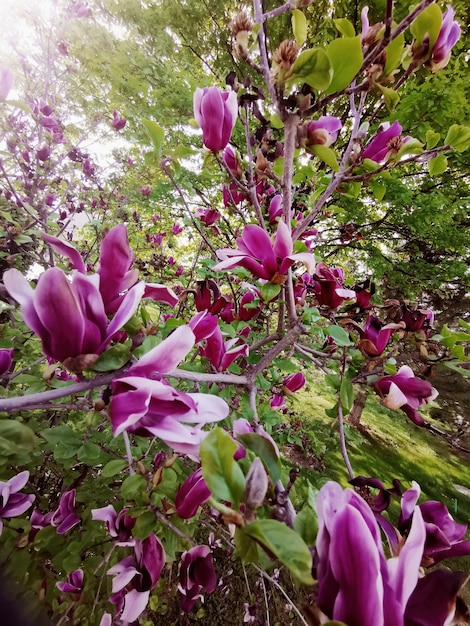 kwitnąca letnia różowa magnolia w zieleni