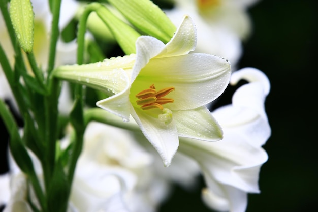 kwitnąca lilia długokwiatowa lub wielkanocna lilia lub biała lilia trąbkowa kwiaty z kroplami deszczu