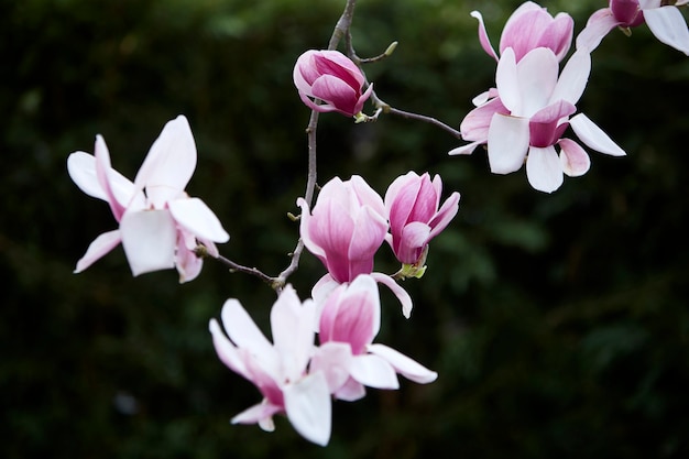 Zdjęcie kwitnąca magnolia. magnolia kwiaty biało-różowe