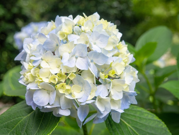 Kwitnąca niebieska hortensja Krzew hortensji Ogród Botaniczny Natura